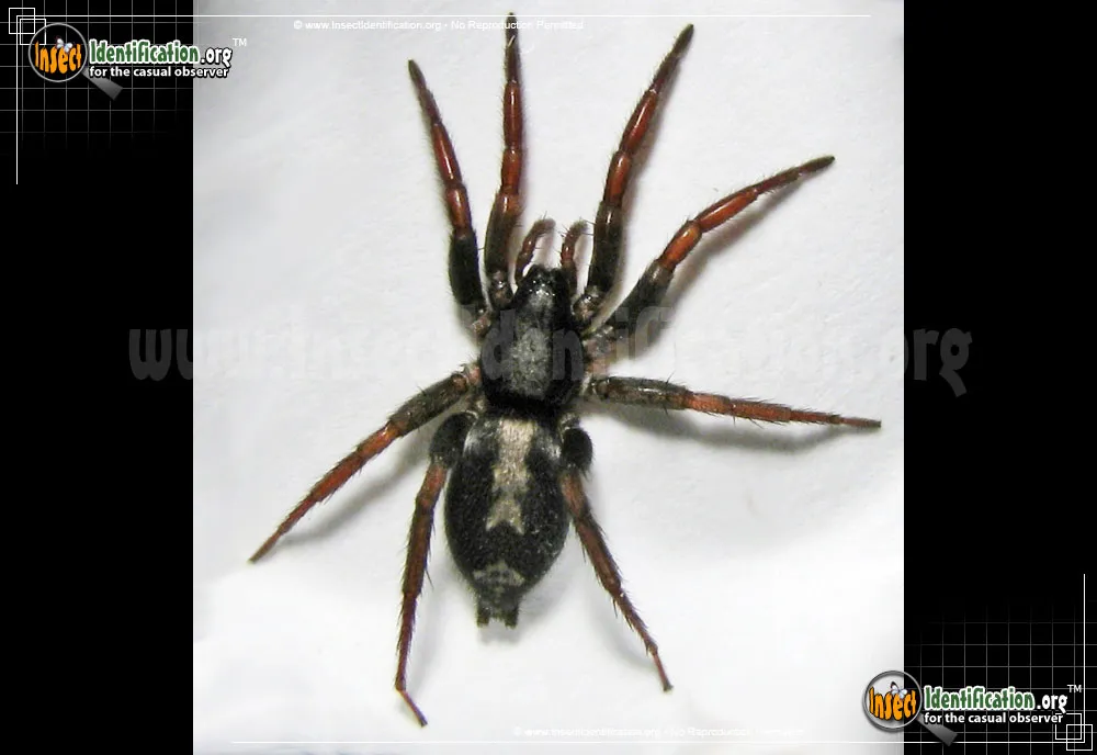Parson Spider - photo 7