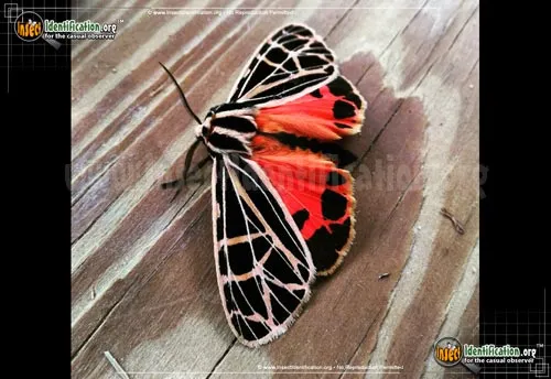 Parthenice Tiger Moth - photo 2