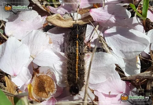 Parthenice Tiger Moth - photo 4