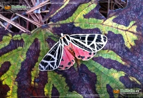 Parthenice Tiger Moth - photo 6