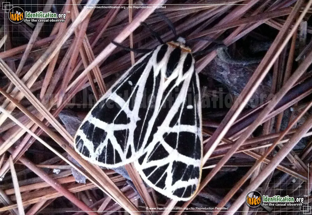 Parthenice Tiger Moth - photo 7