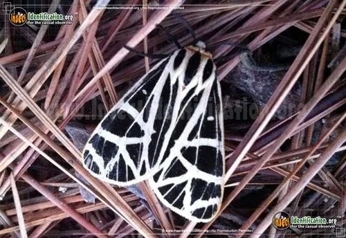 Parthenice Tiger Moth - photo 8