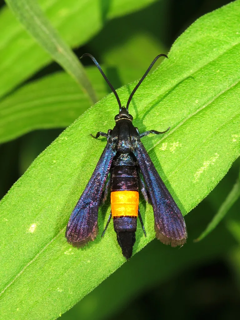 Peachtree Borer Moth - photo 2