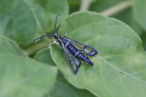 Peachtree Borer Moth - photo 4