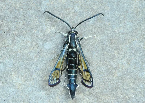 Peachtree Borer Moth - photo 5