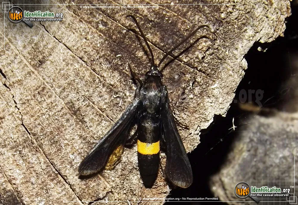 Peachtree Borer Moth - photo 6