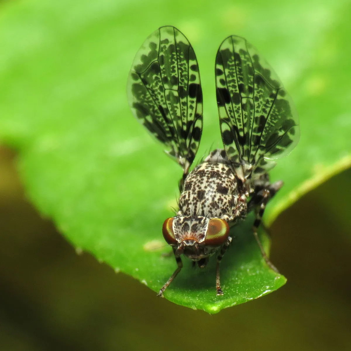 Peacock Fly - photo 3