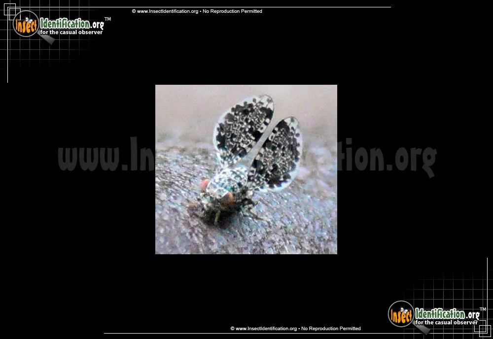 Peacock Fly - photo 4