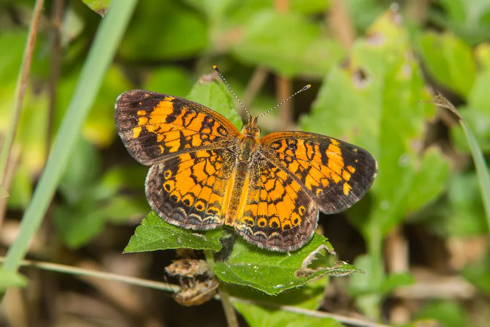 Pearl Crescent Butterfly - photo 2