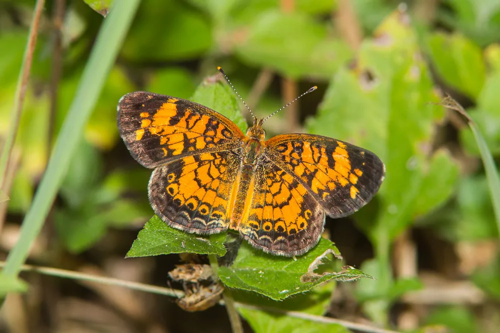 Pearl Crescent Butterfly - photo 3