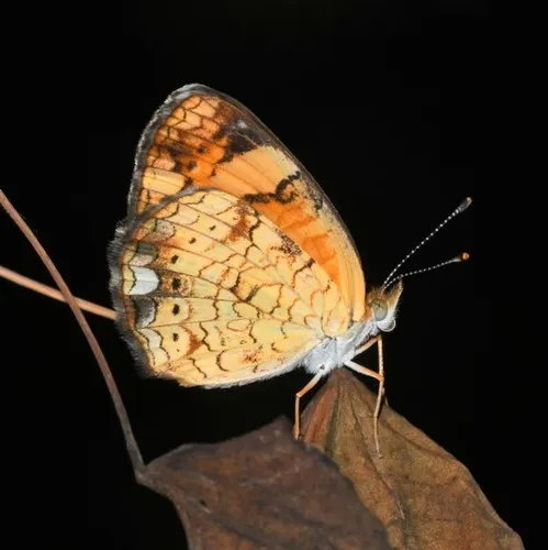 Pearl Crescent Butterfly - photo 4