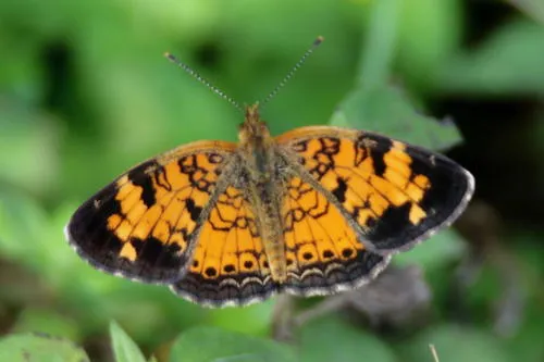 Pearl Crescent Butterfly - photo 6