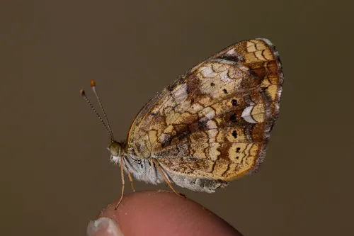 Pearl Crescent Butterfly - photo 7