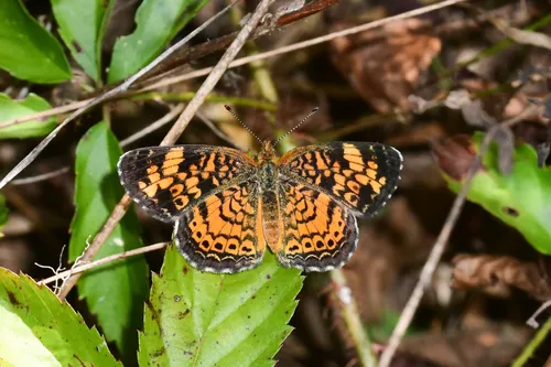 Pearl Crescent Butterfly - photo 8