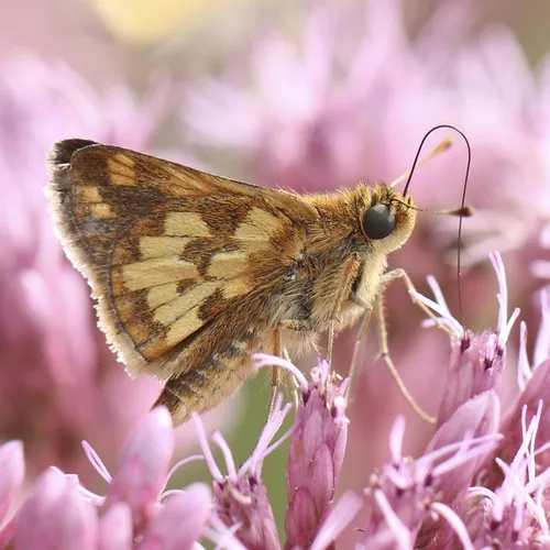 Peck's Skipper