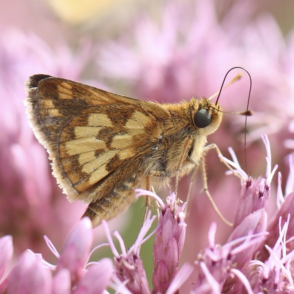 Peck's Skipper - photo 2