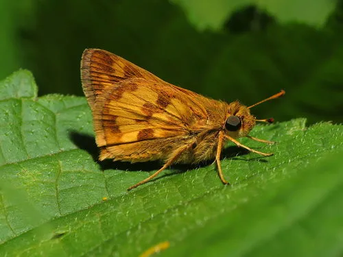 Peck's Skipper - photo 4