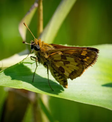 Peck's Skipper - photo 5