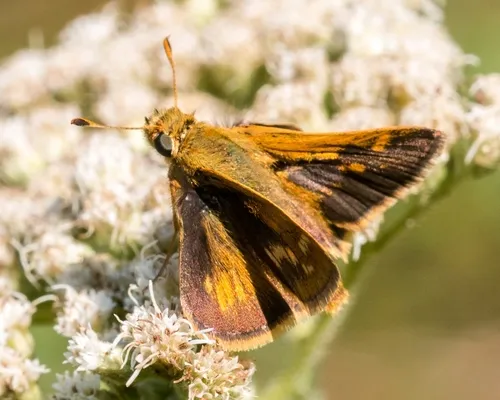 Peck's Skipper - photo 6