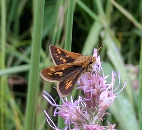 Peck's Skipper - photo 7