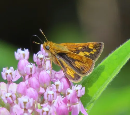 Peck's Skipper - photo 8