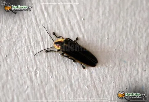 Pennsylvania Firefly - photo 2