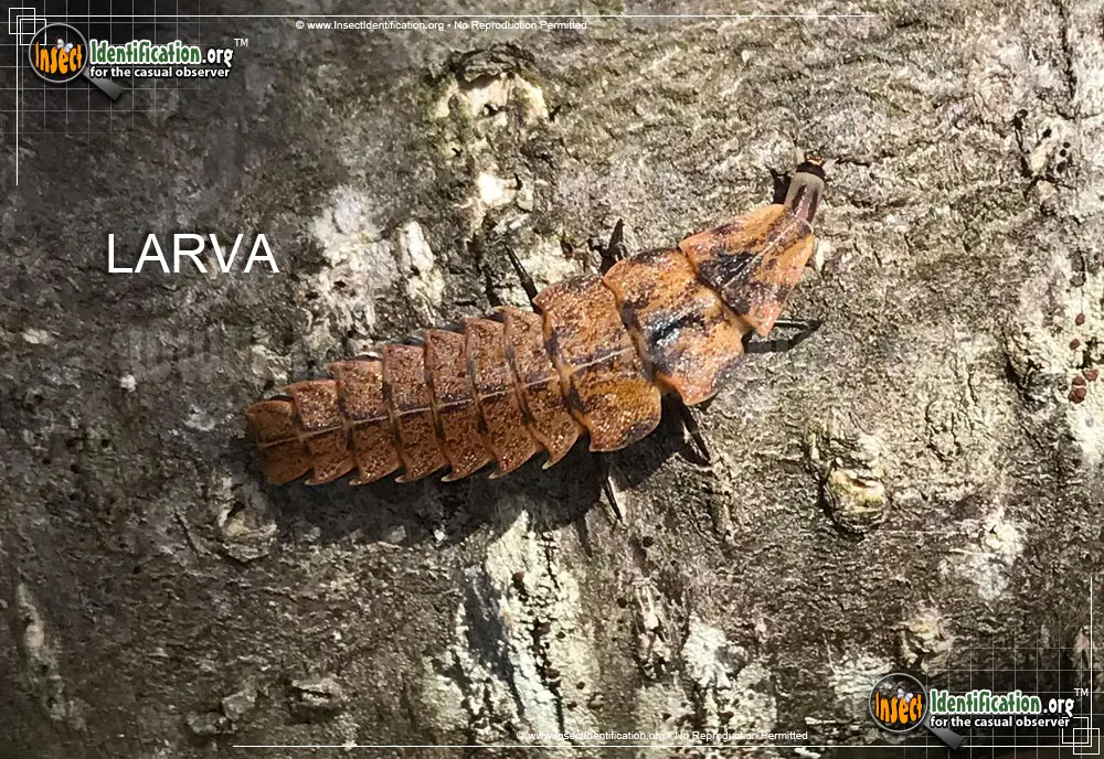 Pennsylvania Firefly - photo 3
