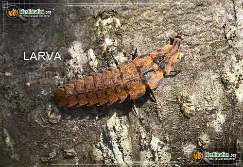 Pennsylvania Firefly - photo 4