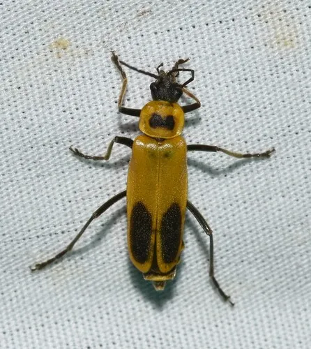 Pennsylvania Leatherwing Beetle
