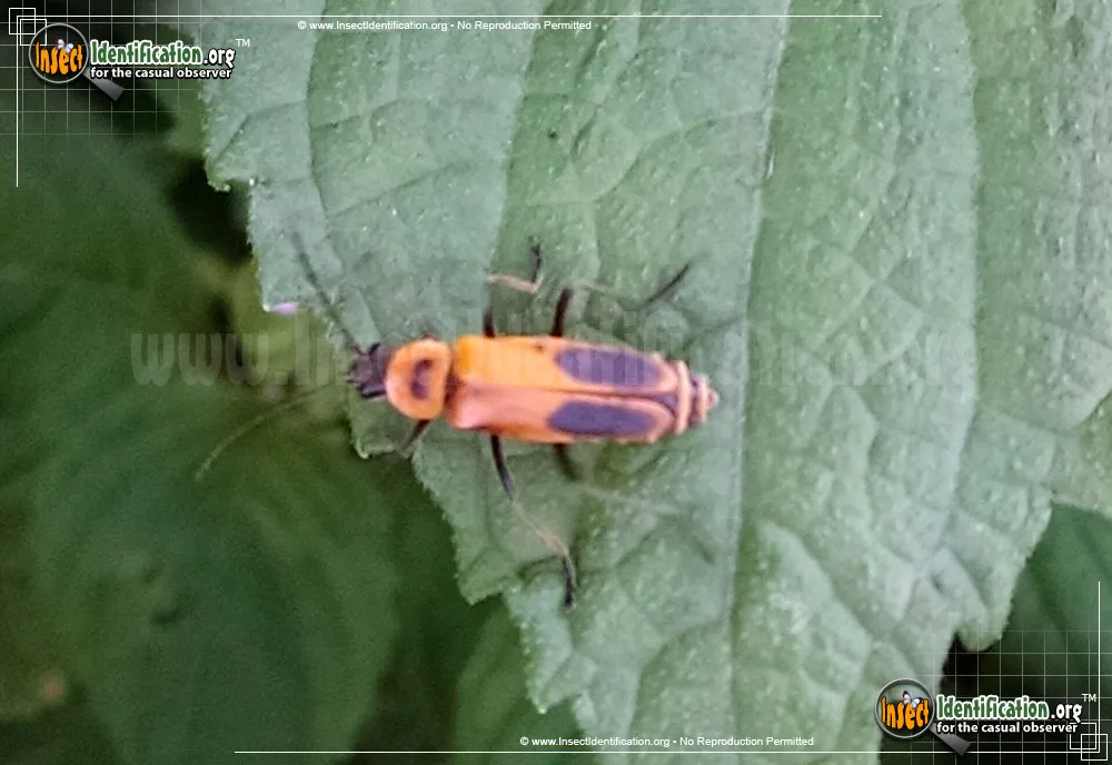 Pennsylvania Leatherwing Beetle - photo 4