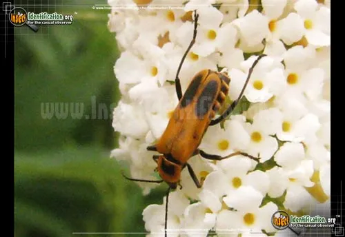 Pennsylvania Leatherwing Beetle - photo 5