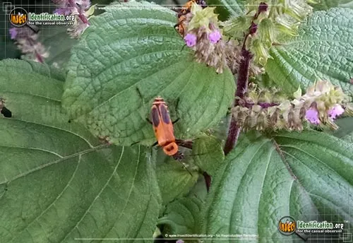 Pennsylvania Leatherwing Beetle - photo 6