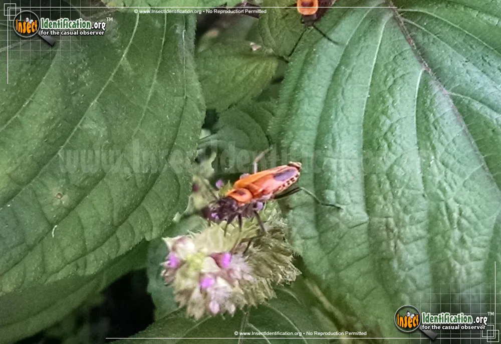 Pennsylvania Leatherwing Beetle - photo 8