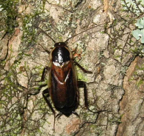 Pennsylvania Wood Cockroach