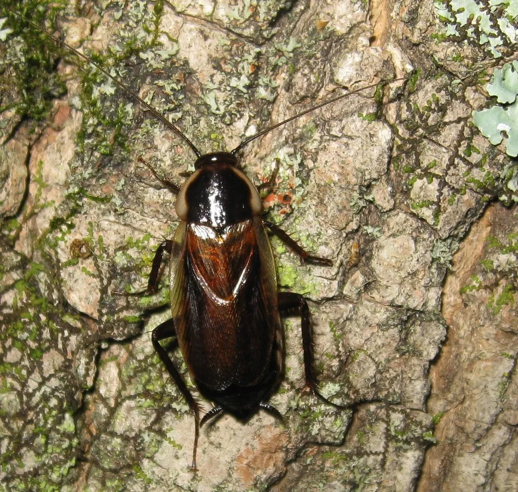 Pennsylvania Wood Cockroach - photo 2