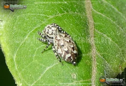 Peppered Jumper - photo 2