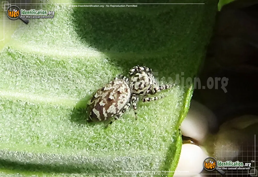 Peppered Jumper - photo 3