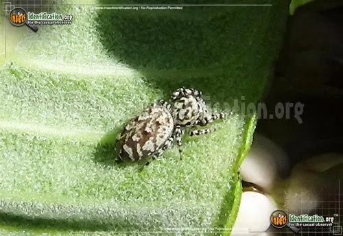 Peppered Jumper - photo 4
