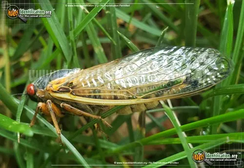 Periodical Cicada - photo 2