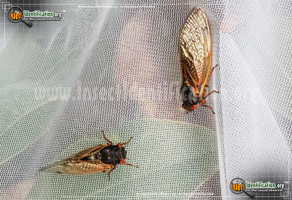 Periodical Cicada - photo 3