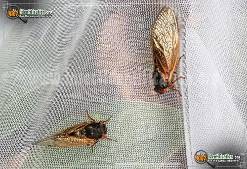 Periodical Cicada - photo 4
