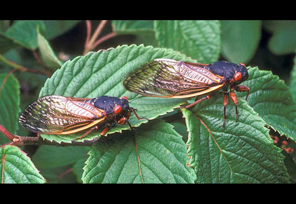 Periodical Cicada - photo 5