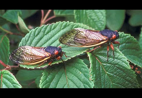 Periodical Cicada - photo 6