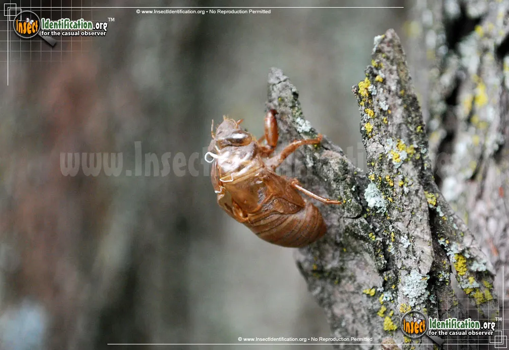 Periodical Cicada - photo 7