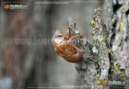 Periodical Cicada - photo 8