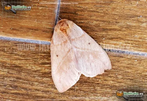 Periphoba arcaei Moth - photo 2