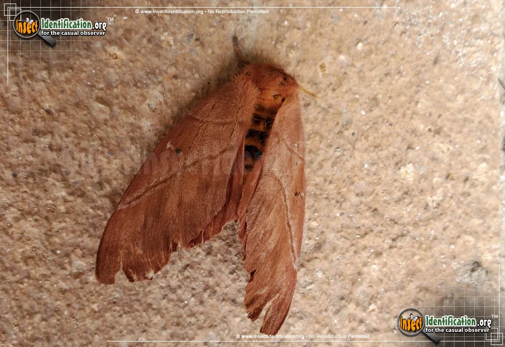Periphoba arcaei Moth - photo 3