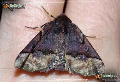Pero Moth - photo 2
