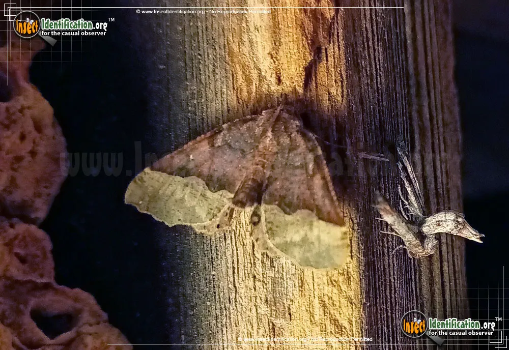 Pero Moth - photo 3