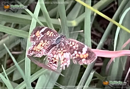 Phaon Crescent Butterfly - photo 2